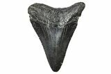 Juvenile Megalodon Tooth - South Carolina #368676-1